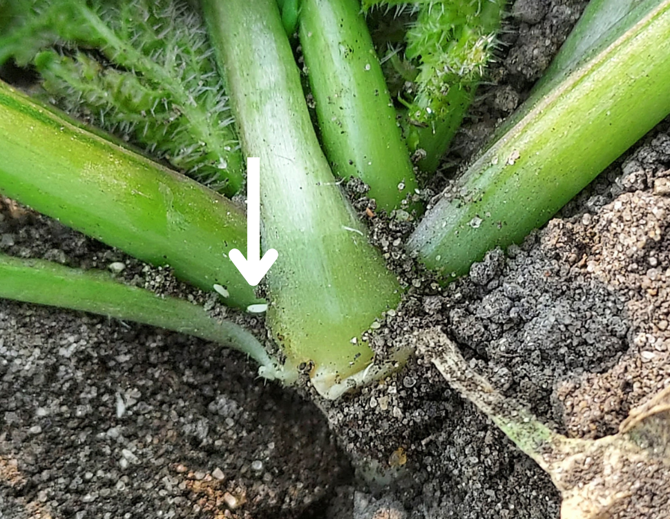 Cabbage maggot eggs at the base of a stem.